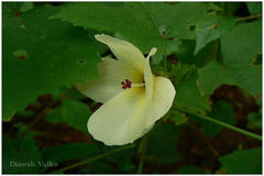 Abelmoschus manihot subsp. manihot